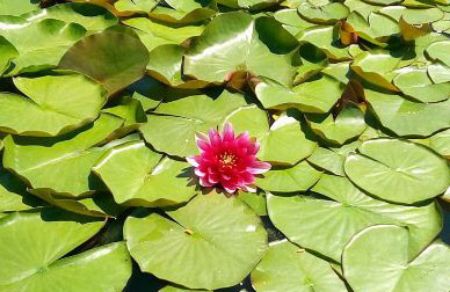 Изображение для категории Растения