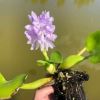 Изображение Водный Гиацинт для пруда