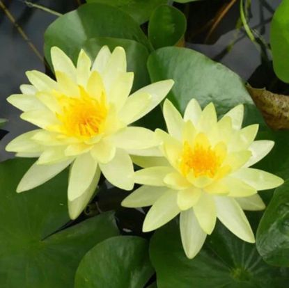 Изображение Нимфея Желтая (Marliacea Chromatella) для пруда